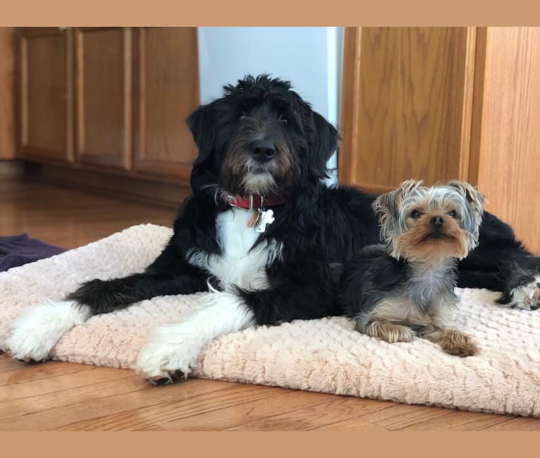 Akita poodle mix online