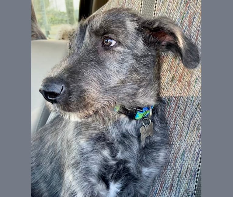 Catahoula wolfhound hotsell