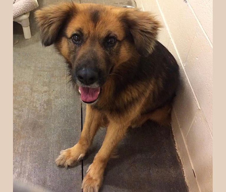 Max, a German Shepherd Dog and Labrador Retriever mix tested with EmbarkVet.com