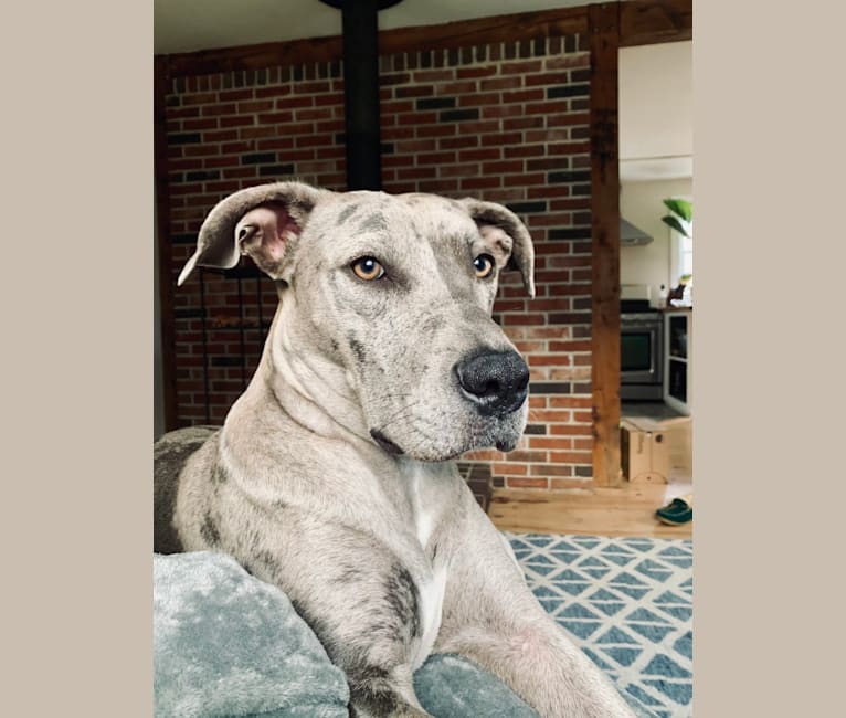 pitbull mixed with great dane