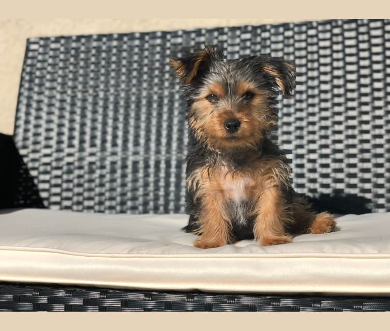 Brixby, a Yorkshire Terrier tested with EmbarkVet.com