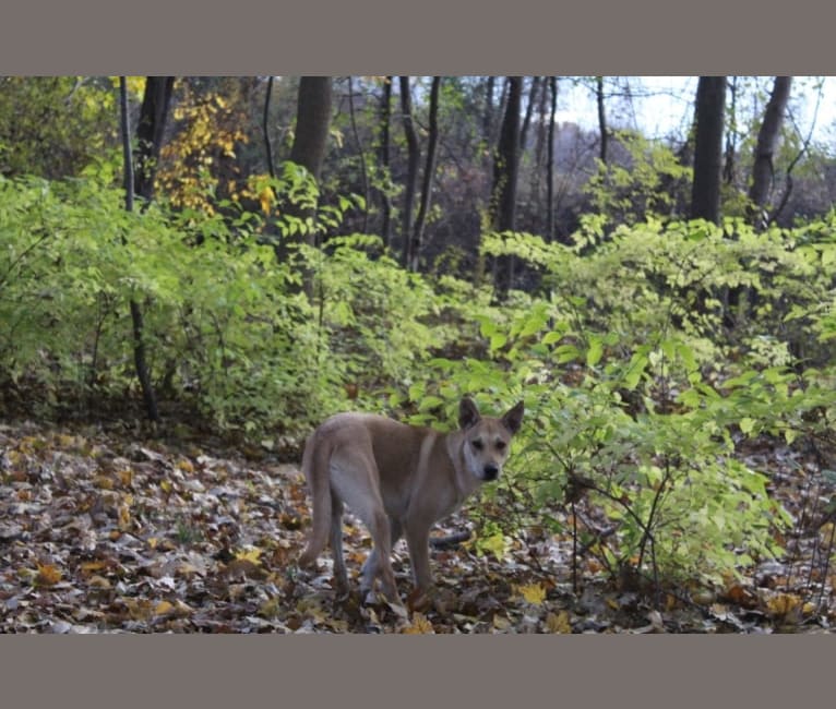 Photo of Bones, a Carolina Dog  in Belleville, MI, USA