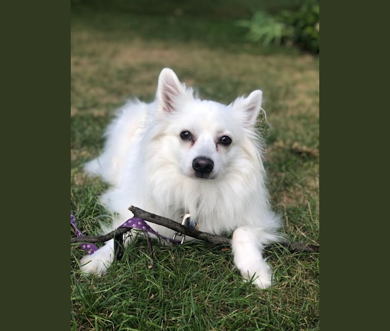Koda, an American Eskimo Dog tested with EmbarkVet.com