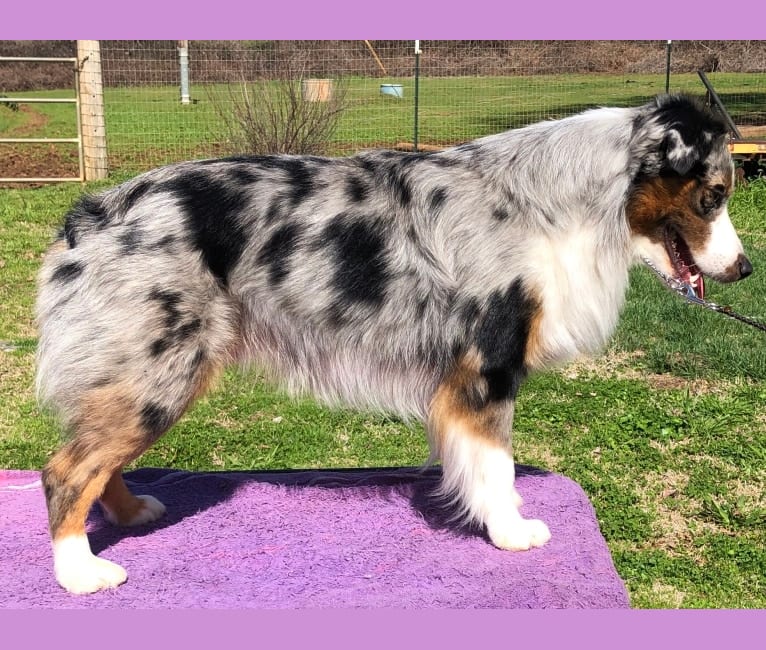 Atypical merle australian sales shepherd
