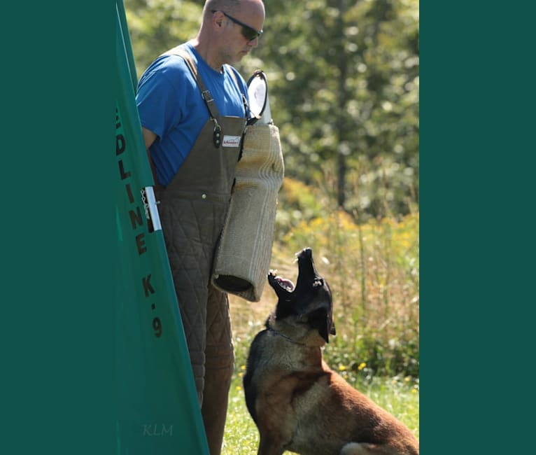 Halston, a Belgian Shepherd tested with EmbarkVet.com