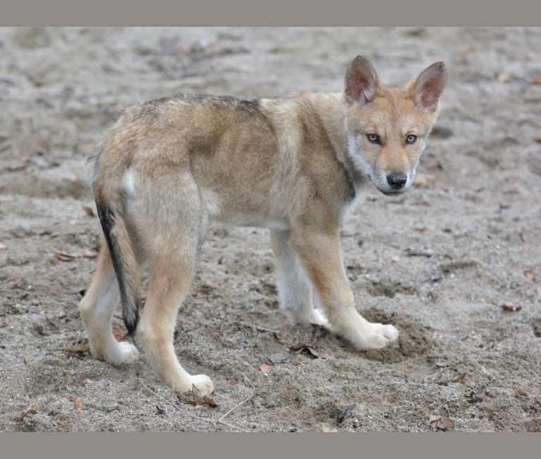 Timber, a Saarloos Wolfdog tested with EmbarkVet.com