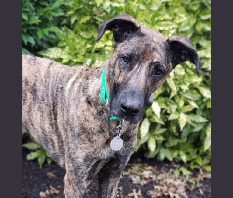 Colt, a German Shepherd Dog and Great Dane mix tested with EmbarkVet.com