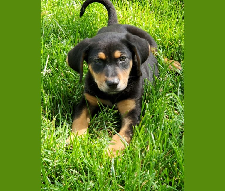 Hazel, a Black and Tan Coonhound and German Shepherd Dog mix tested with EmbarkVet.com