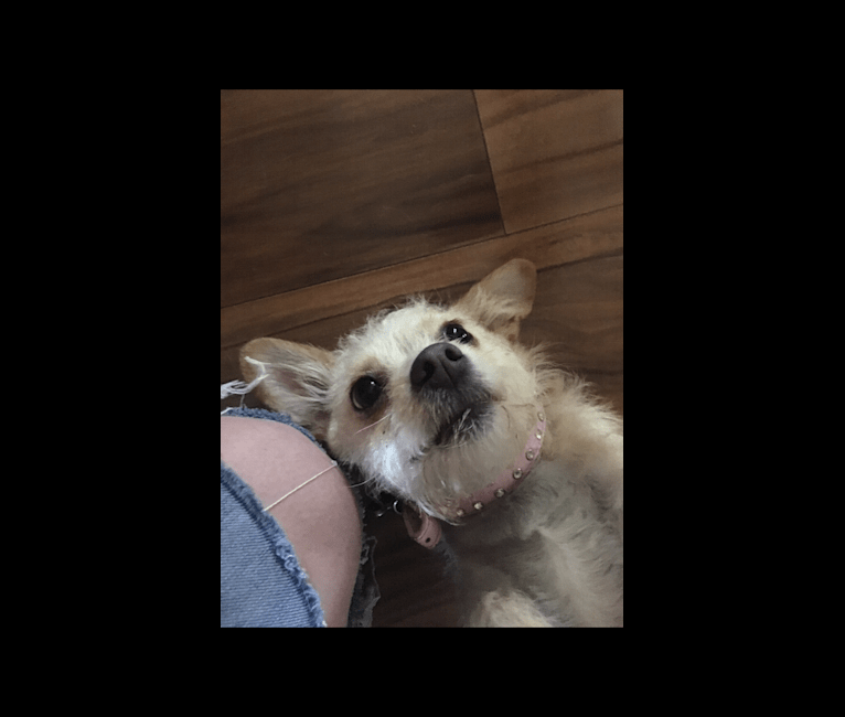 Photo of Lacey Girl, a Poodle (Small), Chihuahua, Shih Tzu, Miniature Pinscher, Russell-type Terrier, and Pomeranian mix in Diamond Bar, California, USA