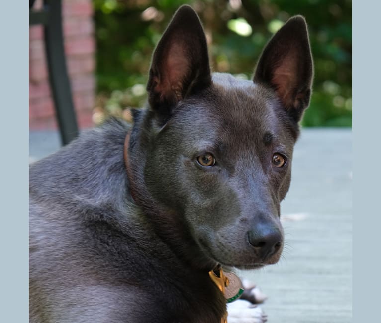 Olive, a German Shepherd Dog and Siberian Husky mix tested with EmbarkVet.com
