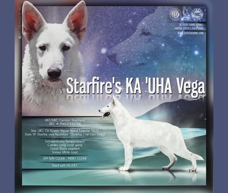 Vega, a White Shepherd tested with EmbarkVet.com