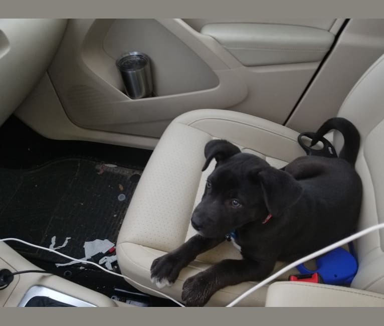 embark dog dna test breed