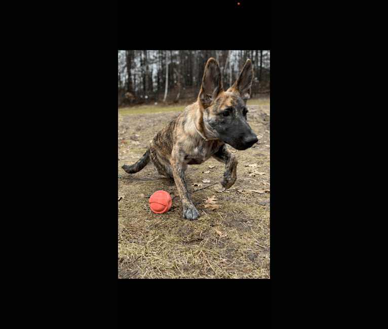 Photo of Mocha Chip Adams, a German Shepherd Dog, American Pit Bull Terrier, and Mixed mix in Texas, USA