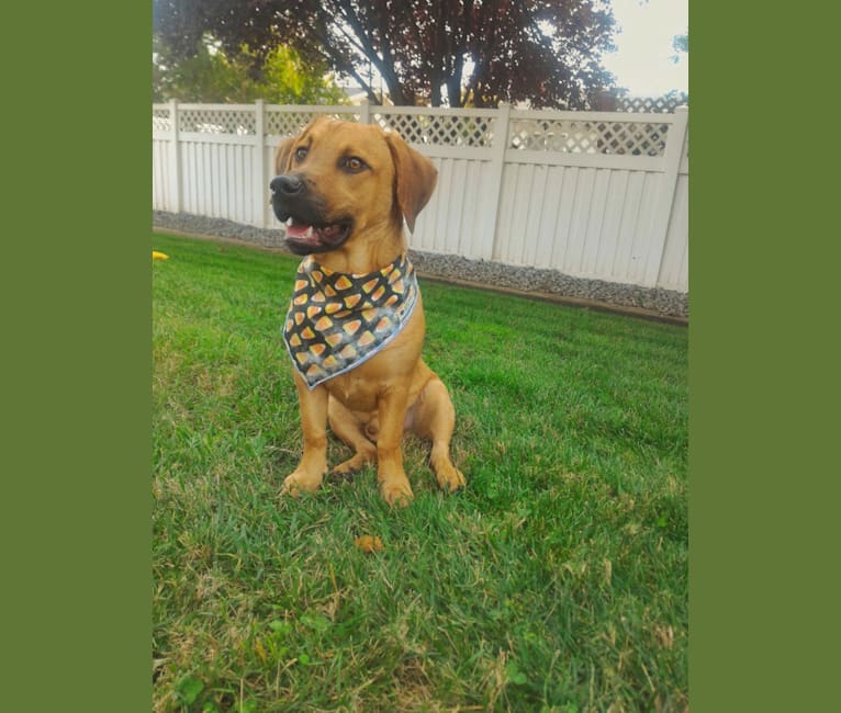 Cody, a Basset Hound and Australian Cattle Dog mix tested with EmbarkVet.com