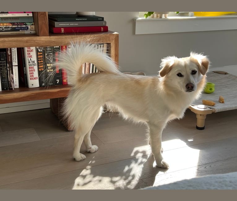 Photo of Vida, a Golden Retriever, Pekingese, American Eskimo Dog, Cocker Spaniel, Pomeranian, and Mixed mix in Incheon, Incheon, South Korea