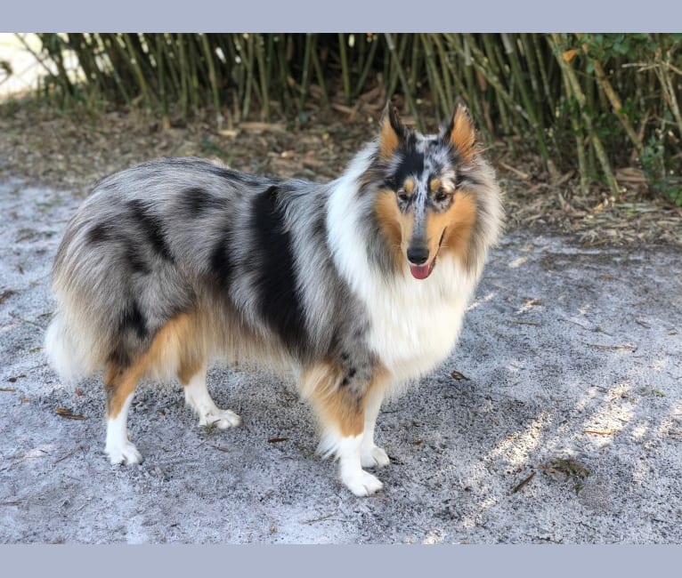 Kuma, a Collie tested with EmbarkVet.com