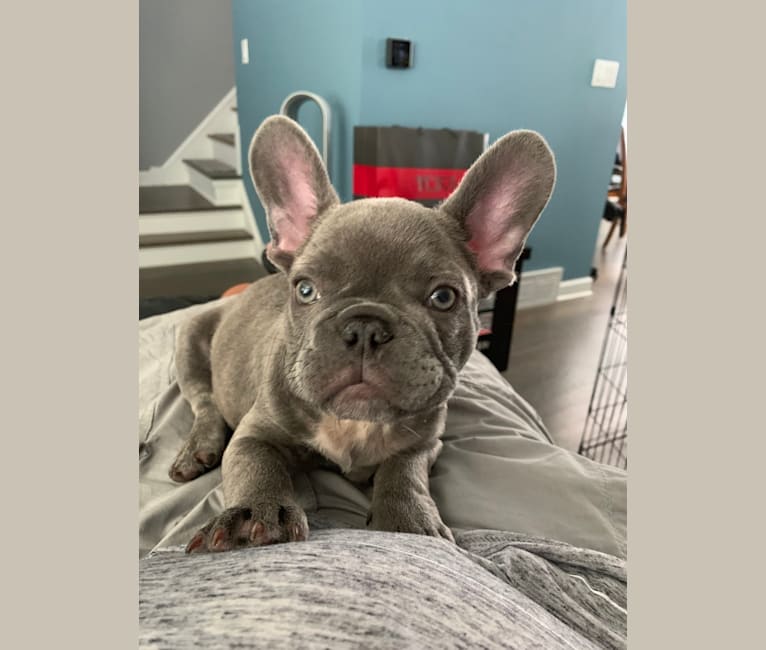 Nardo, a French Bulldog tested with EmbarkVet.com