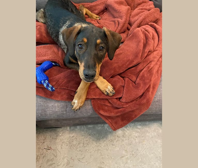 Riley, a Doberman Pinscher and Great Pyrenees mix tested with EmbarkVet.com