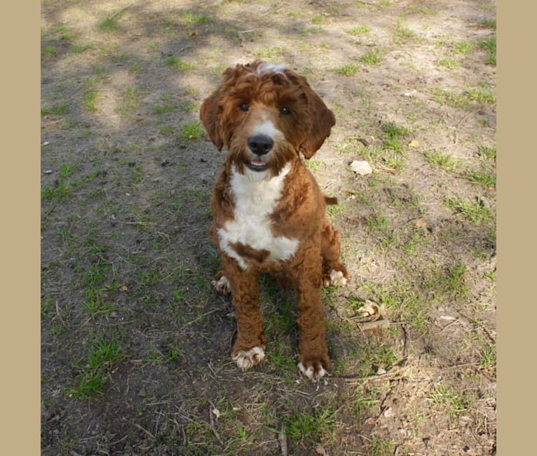 Lakewood Bordeaux, a Poodle (Small) and Poodle (Standard) mix tested with EmbarkVet.com