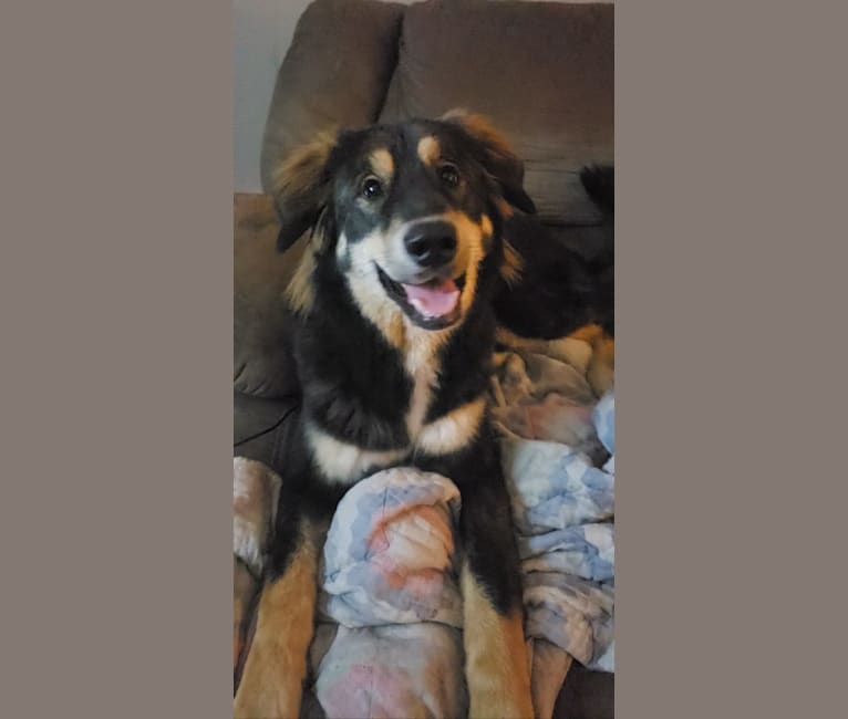 Bernese malamute mix discount