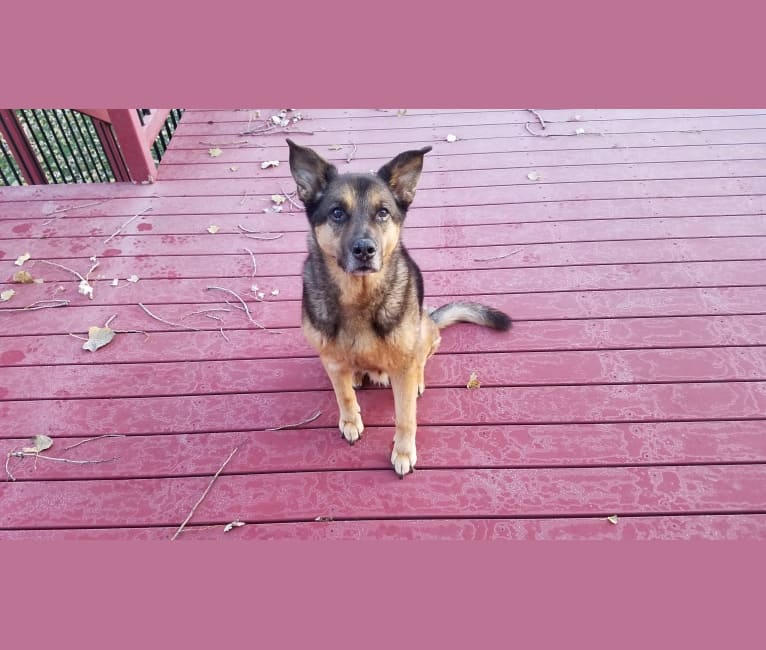 Doozie, a German Shepherd Dog and Australian Cattle Dog mix tested with EmbarkVet.com