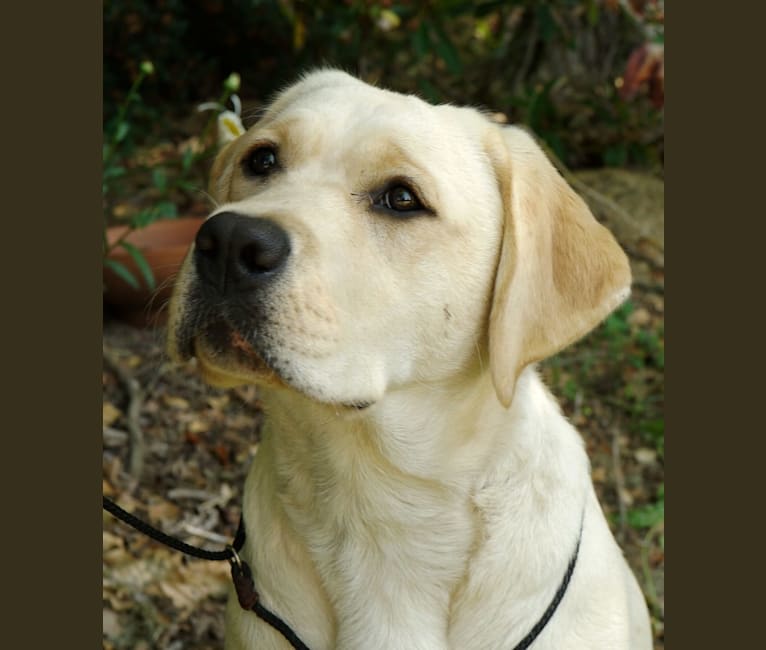 Ella, a Labrador Retriever tested with EmbarkVet.com