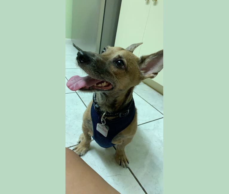 Photo of Oliver, a Chihuahua, Miniature Schnauzer, and Mixed mix in Florida, USA