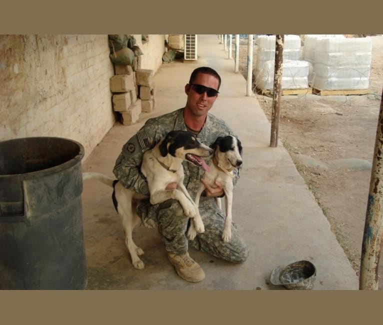 Photo of Scout, a West Asian Village Dog  in Iraq
