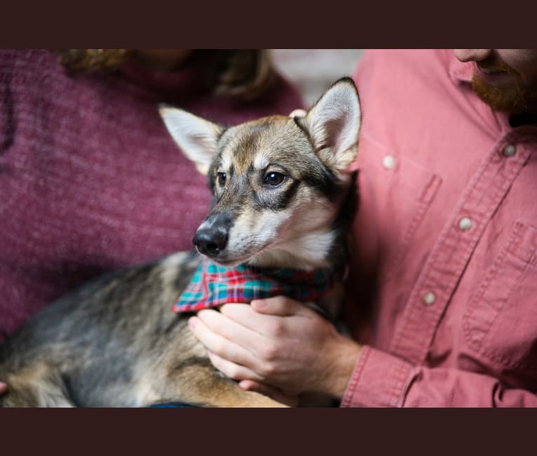 Wasali, an Alaskan-type Husky tested with EmbarkVet.com