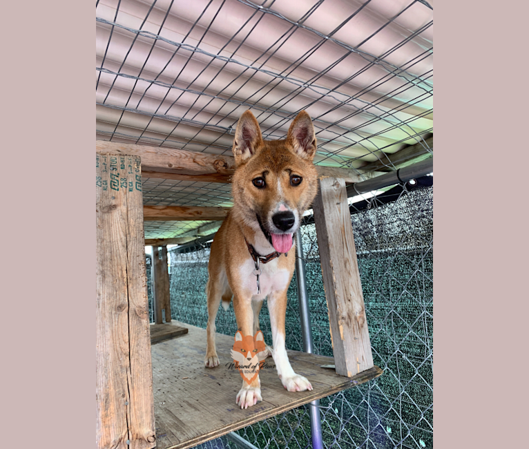 The Wizard’s Toa Jean, a New Guinea Singing Dog tested with EmbarkVet.com
