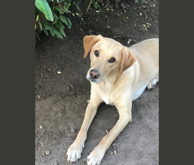 Embark Dog Dna Test Breed