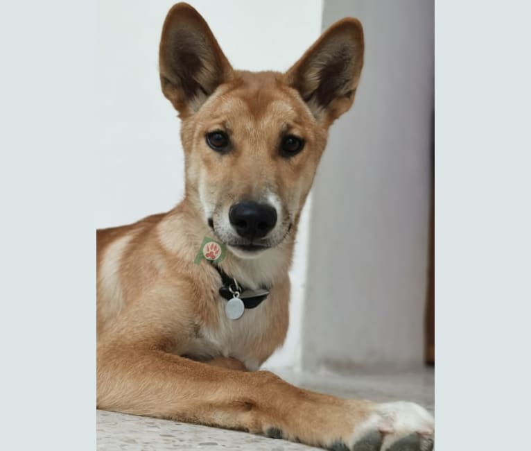 Photo of Dingo, a Dingo  in Puebla, Puebla, México