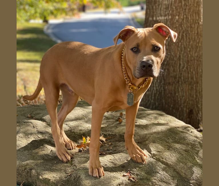 Photo of Gray, an American Pit Bull Terrier  in Atlanta, GA, USA