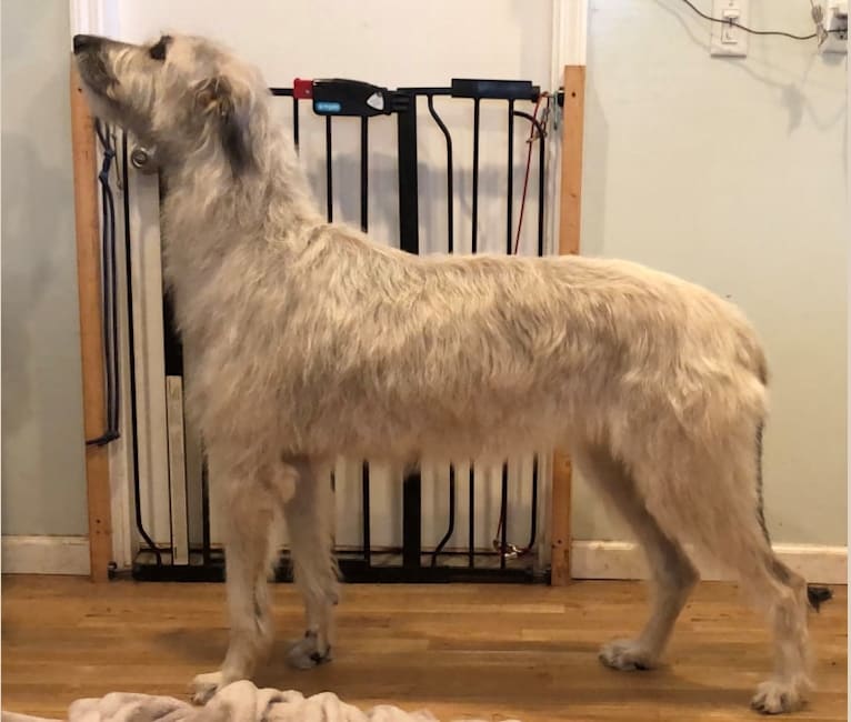 Terra, an Irish Wolfhound tested with EmbarkVet.com