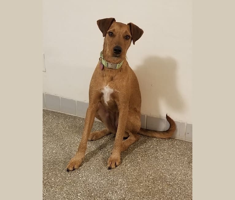 Starfall, an Airedale Terrier and Mountain Cur mix tested with EmbarkVet.com