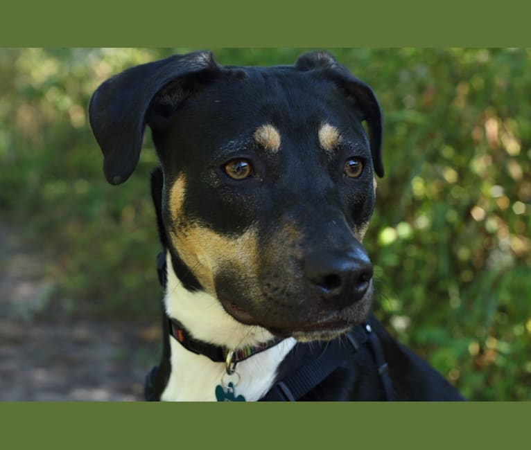 Jessie, a Staffordshire Terrier and German Shepherd Dog mix tested with EmbarkVet.com
