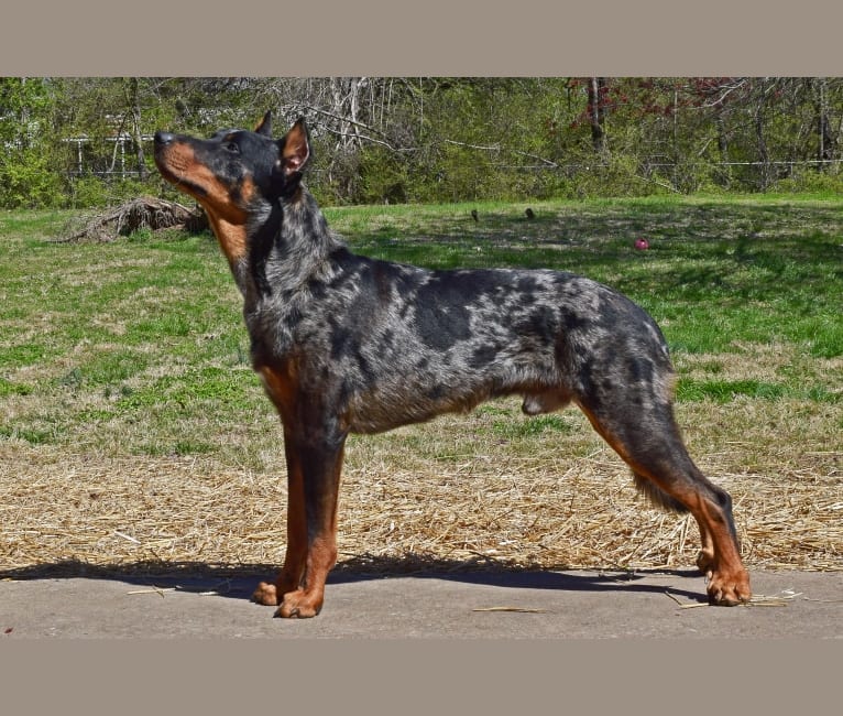 Tuchuk, a Beauceron tested with EmbarkVet.com