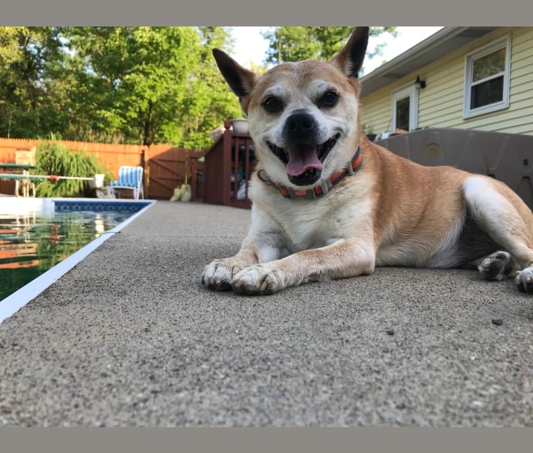 Frankie, a Chihuahua and Miniature Pinscher mix tested with EmbarkVet.com