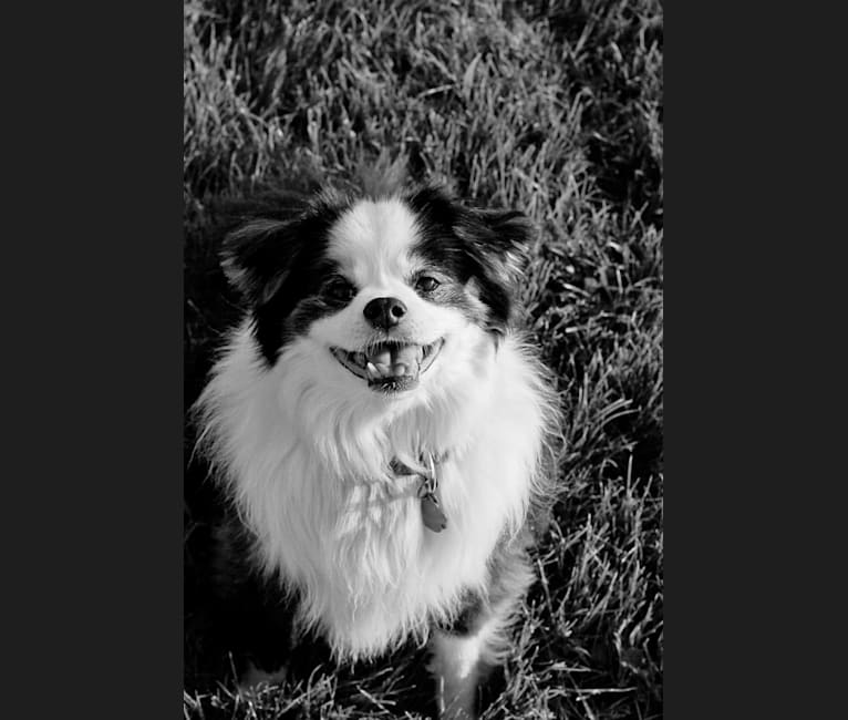Photo of Bear, a Japanese Chin, Poodle (Small), Shih Tzu, and Pomeranian mix in Ontario, Canada