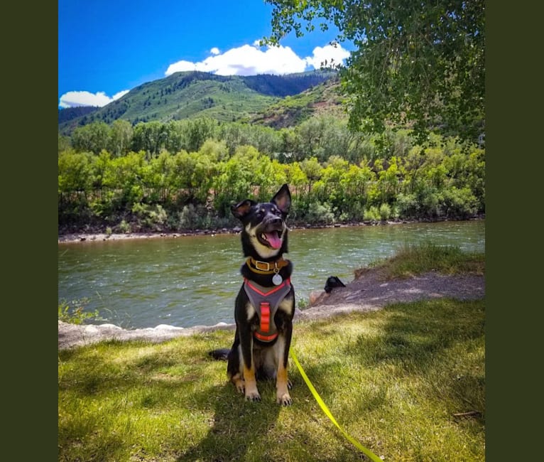 Photo of Remington, a Labrador Retriever, German Shepherd Dog, Chow Chow, and Mixed mix in Devils Lake, North Dakota, USA