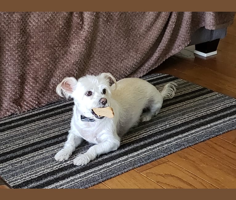 Photo of Milo, a Chihuahua and Poodle (Small) mix in California, USA