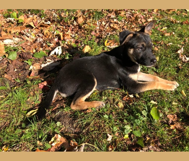 Photo of Roo, a Labrador Retriever, American Pit Bull Terrier, and Mixed mix in Moorestown, New Jersey, USA