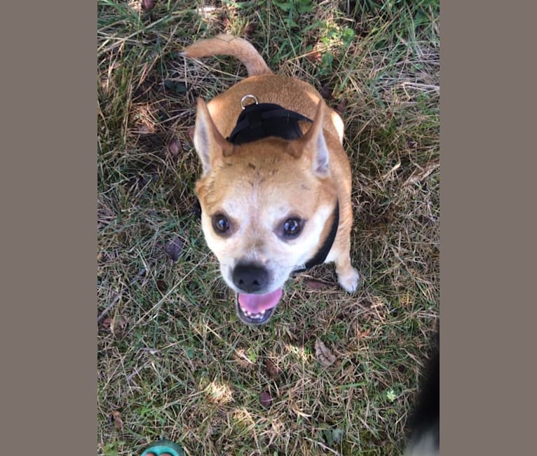 Photo of Frankie, a Chihuahua, Miniature Pinscher, and Pomeranian mix in County Dog Warden, County Home Road, Lisbon, Columbiana, OH, USA