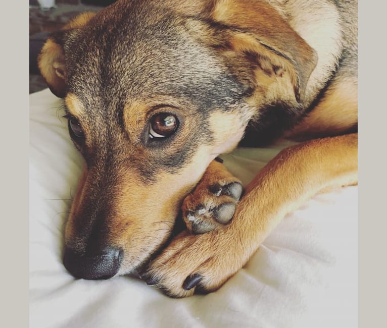Half german shepherd half sales chihuahua