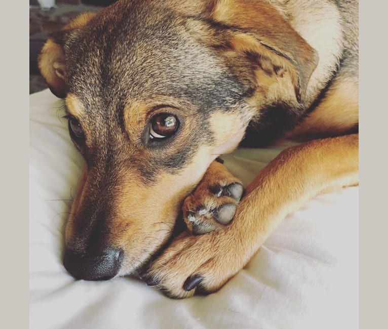 Daphne, a Chihuahua and Dachshund mix tested with EmbarkVet.com