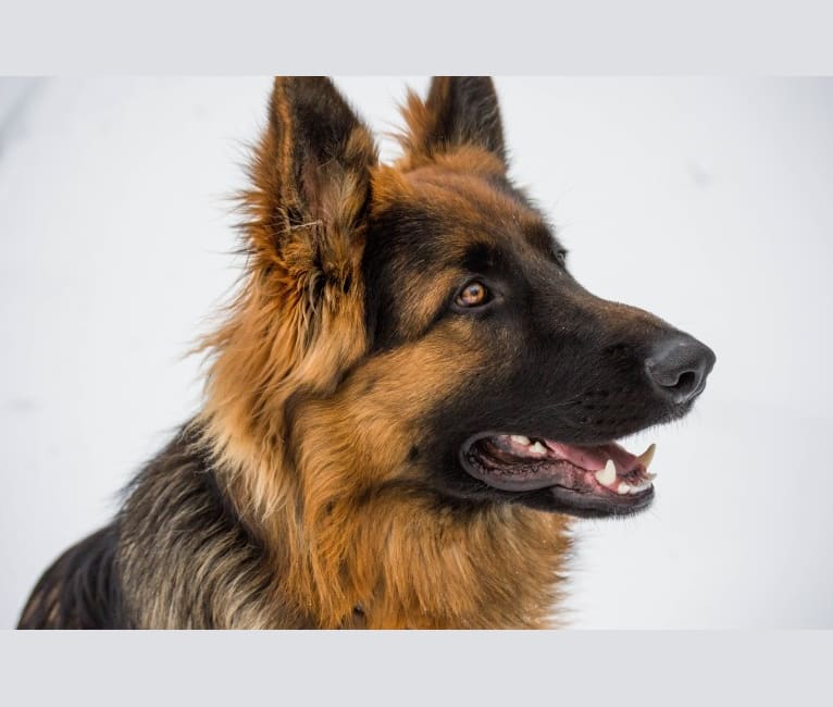 Ace, a German Shepherd Dog tested with EmbarkVet.com