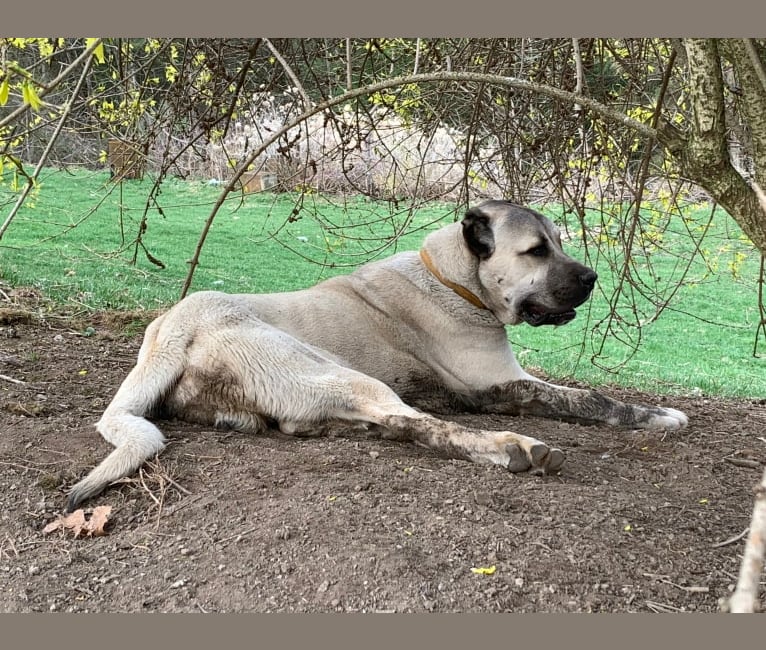 Wolf House Kimba, an Anatolian Shepherd Dog tested with EmbarkVet.com