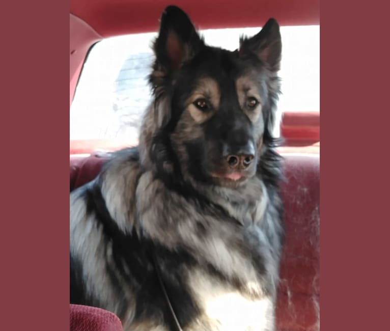 Hercules, an Alaskan Malamute and German Shepherd Dog mix tested with EmbarkVet.com