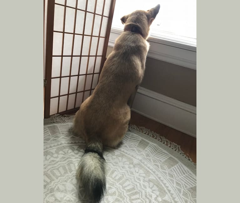 Photo of Hunter, a Labrador Retriever, Siberian Husky, German Shepherd Dog, Alaskan Malamute, and Mixed mix in Montréal, Québec, Canada