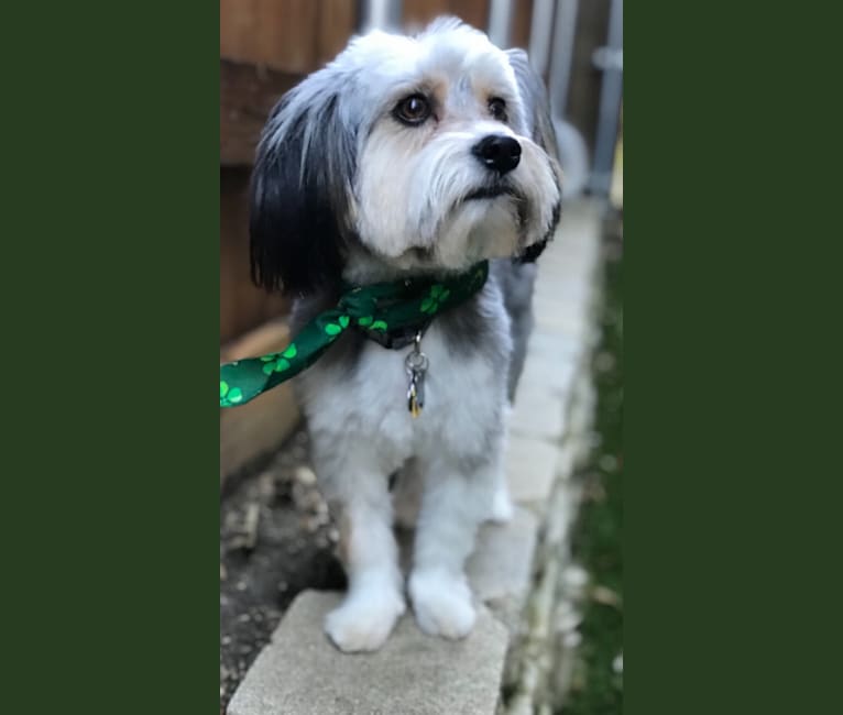 Benji, a Shih Tzu and American Pit Bull Terrier mix tested with EmbarkVet.com